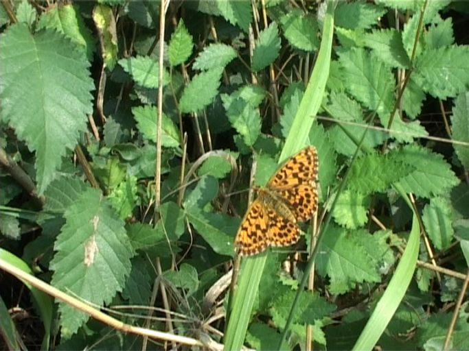 Magerrasen-Perlmutterfalter ( Boloria dia ) : Kaiserstuhl, 12.07.2006